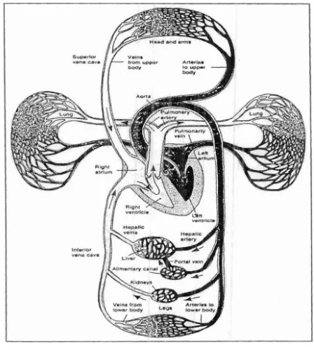 Gambar 3 Sumber: Sistem Sirkulasi Darah McArdle. D. William. dkk, (2010:305) 