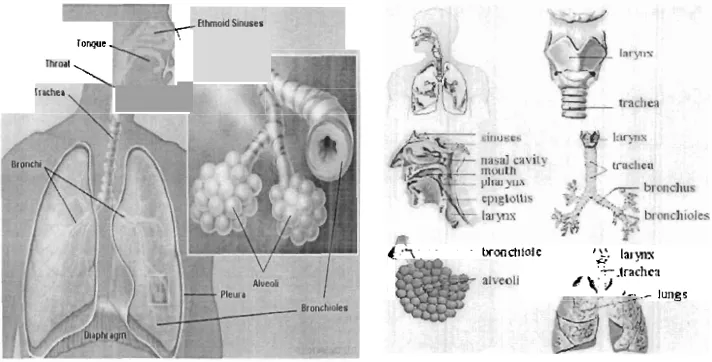 Gambar 5. Organ-organ sistem pernapasan manusia Sumber : irianto.Kus, (2004: 198) 