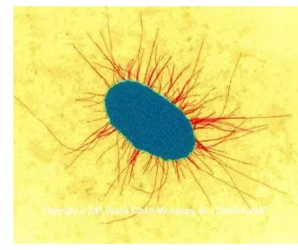 Gambar 2.Esherichia coliKeary, 1988  (Smith-dalam Kusuma, 2010)  