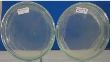 Gambar 4.Medium MHA steril + suspensi bakteri E. coli (kiri) dan S. aureus (kanan) setelah inkubasi 24 jam