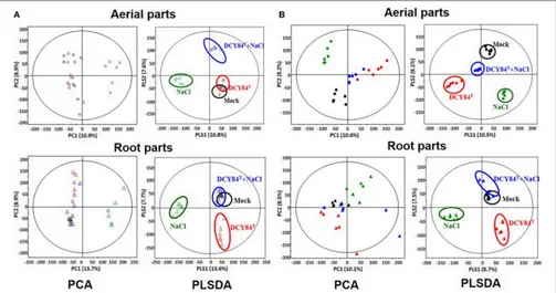 FIGURE 8 | PCA and PLS-DA score plots from P. ginseng samples. We analyzed the aerial and root parts of P