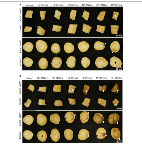 FIGURE 1 | Ginseng disc assay for in vitro compatibility testing of strain DCY84T on P