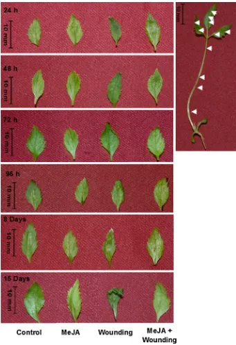 Fig. 1 Recovery frommechanical wounding damageby exogenously supplied MeJA.Representative images ofin vitro grown 1-month-old P.ginseng seedlings treated with50 lM MeJA, wounding and acombination ofwounding ? 50 lM MeJA.Arrows indicate the woundingsite in 