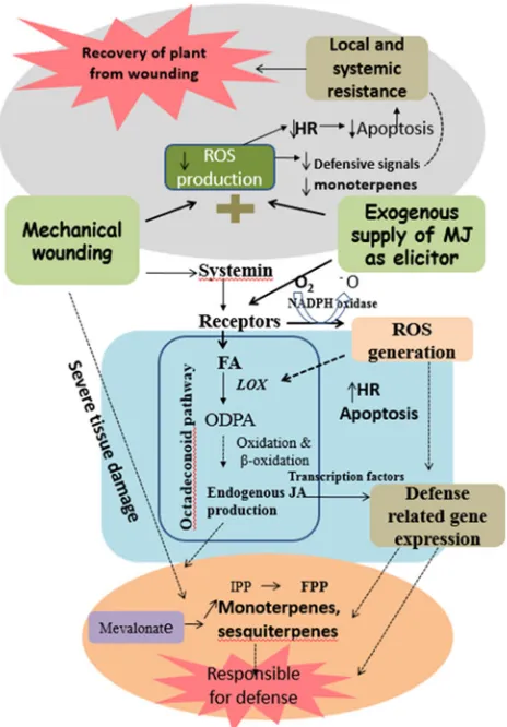Fig. 5 Model illustrating the possible mechanism of the response toments in ginseng plants