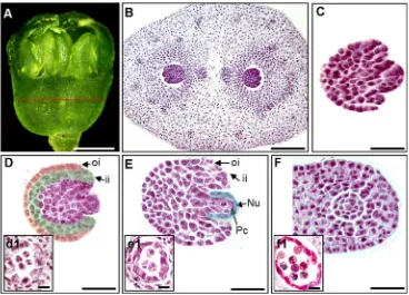 Fig. 4 Section analysis of early ovule development in P. ginseng, a Flowerbud at the initial developmental stage