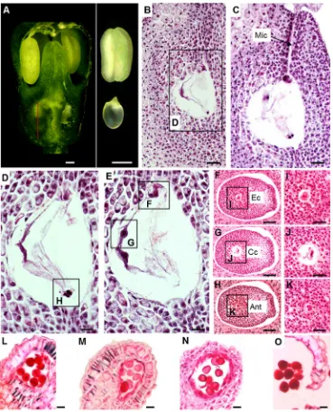 Fig. 6 Section analysis of pre-antipodals,cell,(mitotic division,antipodals. The concurrent eventsobserved in the anther aremicrospore vacuolation,pollen grains.pollen, andhenlargement of cellularization ofegg cell,fertilization in P