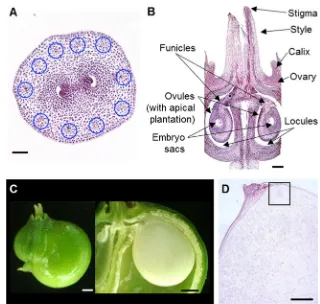 Fig. 9 Histological andsection showing the early torpedostage of an embryo within thedeveloping seed.indicate 100showing one aborted ovule afterfertilization.1 mm (showing anatropous ovules thatare slightly curved.showing vascular bundles(stage 1.ultrastru