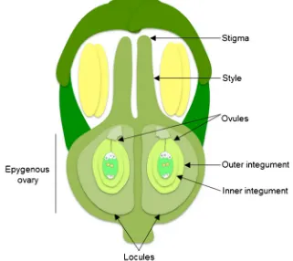 Fig. 1 Structure of amonocarpus and has anepigynous and bilocularcarpellate ovary with a singleovule in each locule, andanatropous, bitegmic, andtenuinucellate ovules