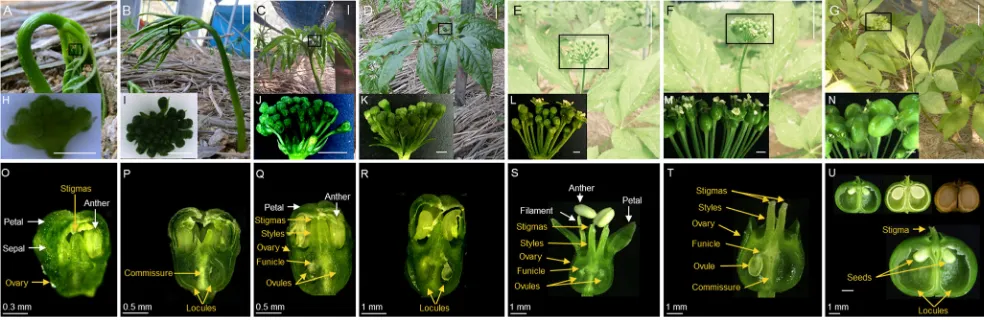 Fig. 2 Carpel development during plant growth instage, 1 P. ginseng. a Initial–5 DAS. b Developing stage, 10–14 DAS