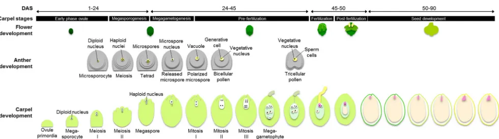 Fig. 3 Diagram of P. ginseng reproductive development and the stages of carpel development