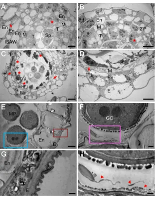 Fig. 5 Transmission electron micrographs ofther at stage 3 was characterized by four differentiated layers with irreg-ular division ( P