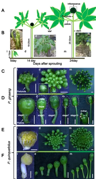 Fig. 1 Inflorescence morphologyat the different developmentalstages of ginseng. a Cartoonshowing P