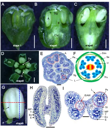 Fig. 2 Morphology of a singlemature pollen,filament,pollen sacs,sepal,ISAWtapetum,transverse section (indicate 500(H, I)