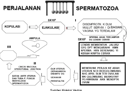 Gambar 33. Perjalanan Spermatozoa Menemui Ovum dalam Organ Reproduksi Betina 