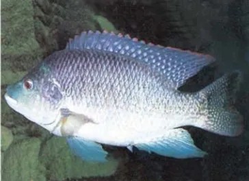 Gambar 1.1 Ikan mas (Cyprinus carpio)