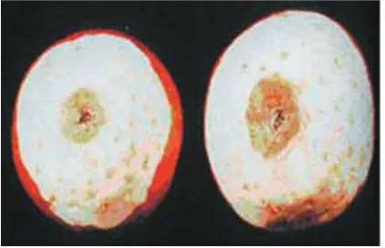 Gambar 22 Buah apel yang mengalami kekurangan kalsium  