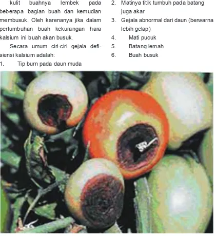 Gambar 23 mengeringnya buah tomat akibat kekurangan kalsium