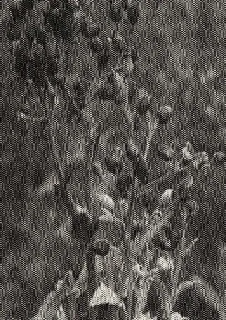 Gambar 158. Biji tembakau 