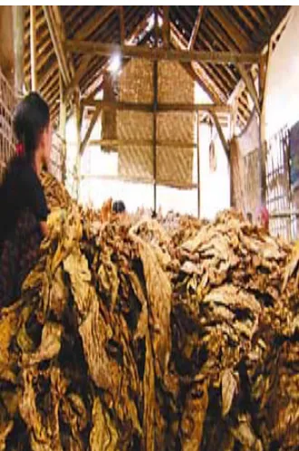 Gambar 162 Proses pengeringan daun 