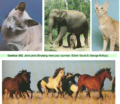 Gambar 242. Jenis-jenis Binatang menyusui (sumber: Edwin Gould & George McKay). 