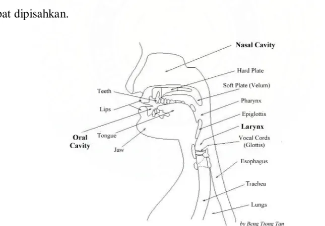 Gambar 2.1 Rongga Mulut Manusia 