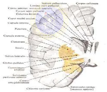 Gambar III.1 Basal ganglia Sumber: Atlas Anatomi Manusia  