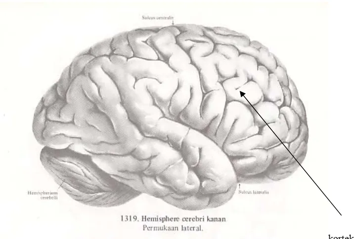 Gambar  III.2 Hemisfer cerebri kanan 