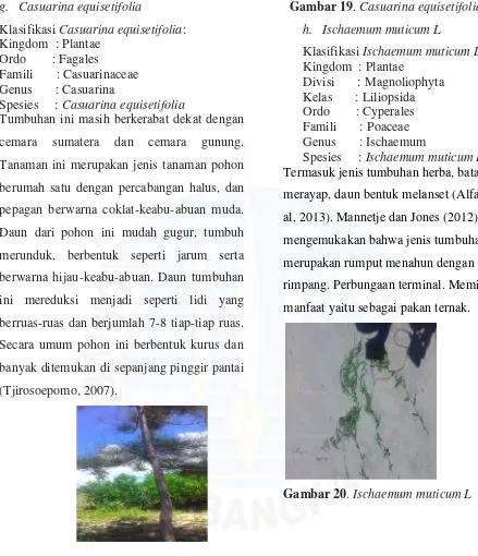Gambar 19. Casuarina equisetifolia