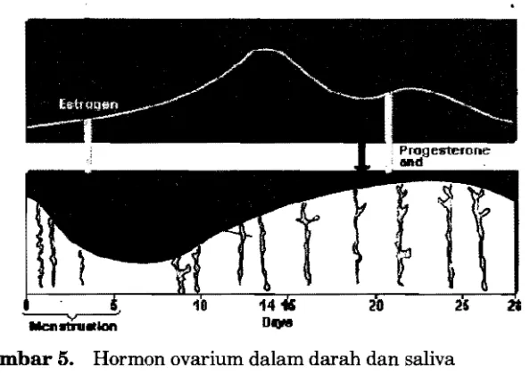 Gambar 5.   Hormon ovarium dalam darah dan saliva 