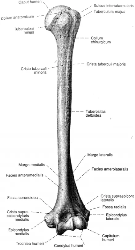 Gambar 1.3 Humerus dari sisi Anterior dan bagian-bagiannya 