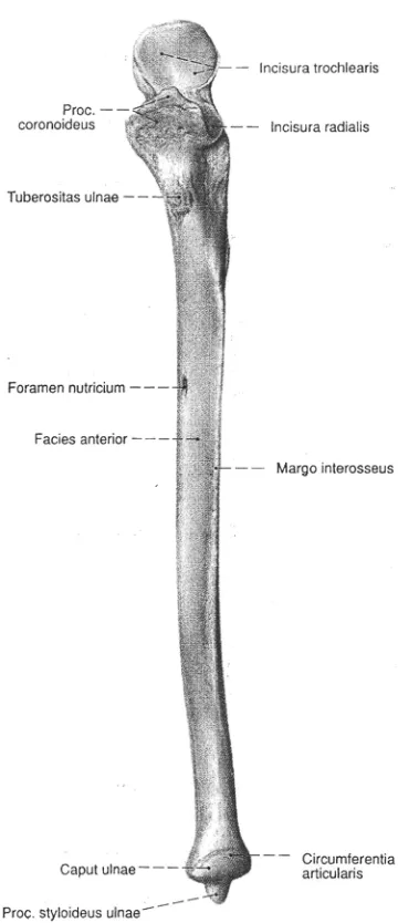 Gambar 1.5 Tulang Ulna Sisi Anterior dan Bagian-bagiannya 