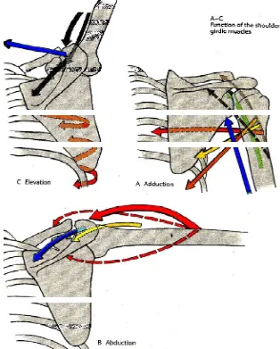 Gambar 1.6 Otot Gelang Bahu dan Arah Gerakan Aduksi, Abduksi dan Elevasi 