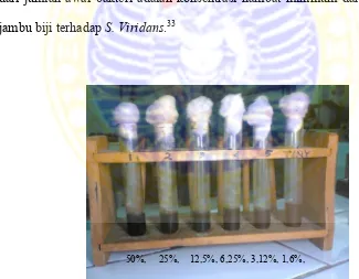 Gambar 4.2  Ekstrak daun jambu biji terhadap pertumbuhan S. viridans pada konsentrasi 50%, 