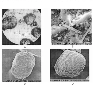 Gambar 2. Granula glukomanan yang sangat kotor dengan membender (A), kalsium oksalat pada granula (B), granula glukomanan pada penepungan (C) granula setelah dimurnikan (D) 