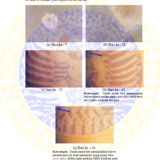 Gambar 4.5 Foto Pertumbuhan Sel Fibroblas  pada Medium MEM dari   hari ke -7 s/d ke – 43