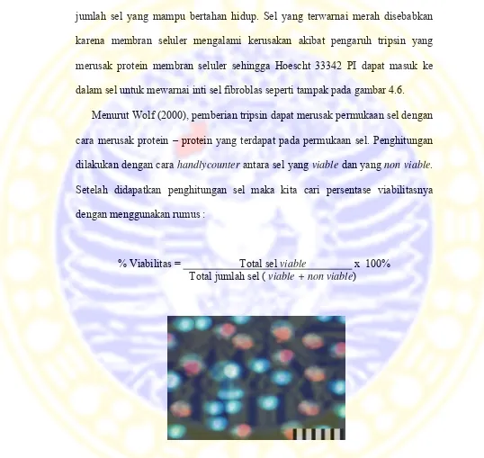 Gambar 4.6 Sel Fibroblas Pascatripsinasi dengan Pewarnaan Hoescht 33342 PI (Warna Biru menunjukkan Sel yang Viable, Warna Merah menunjukkan Sel Non Viable)