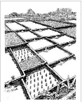 Gambar 7. Jalur irigasi (inlet group) pada irigasi plot to plot