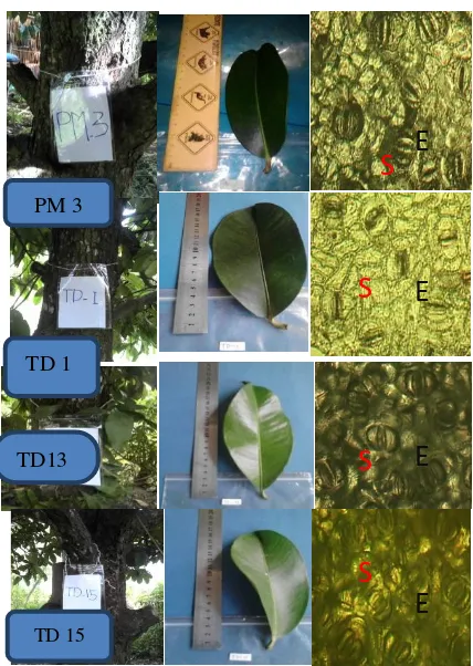 Tabel 1.  Ciri utama yang membedakan morfologi tanaman manggi aksesi PM3. TD1, TD13 dan TD15 di Kecamatan Pamona Utara 