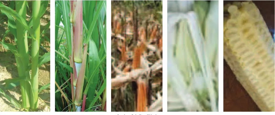 Gambar 5.7  batang-daun muda jagung, batang-daun tua jagung, batang-daun kering jagung, klobot dan tongkol jagung 