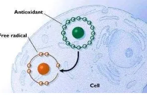 Gambar 1. Penghambatan radikal bebas oleh antioksidan dalam sel tubuh (Anonim, 2009) 