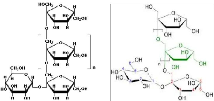 Gambar 5. Struktur kimia inulin (Sumber. www.wikipedia- inulin.com)