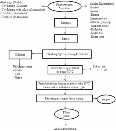 Gambar 6. Diagram Alir Karakterisasi Umbi Uwi (Dioscorea spp.)