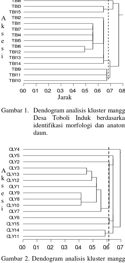 Gambar 1. Dendogram analisis kluster mangga Desa Toboli Induk berdasarkan identifikasi morfologi dan anatomi daun