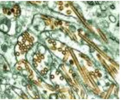 Gambar 2.1 Virus Influenza A subtipe H5N1(Wikipedia, 2006a). 