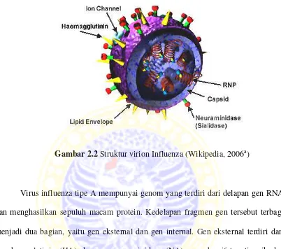 Gambar 2.2 Struktur virion Influenza (Wikipedia, 2006a) 