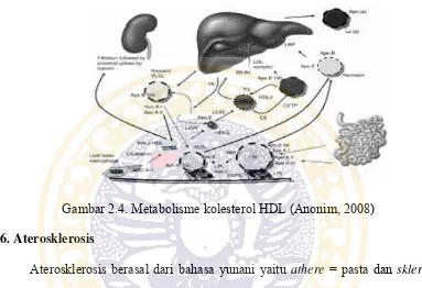 Gambar 2.4. Metabolisme kolesterol HDL (Anonim, 2008) 
