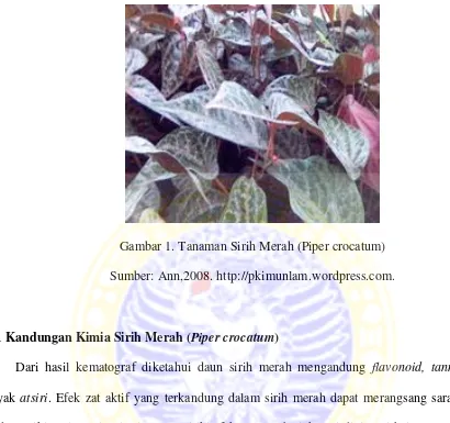 Gambar 1. Tanaman Sirih Merah (Piper crocatum) 