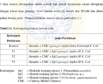 Tabel 3.1. Kelompok perlakuan hewan coba 