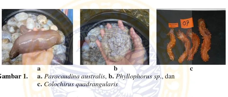 Gambar 1. a. Paracaudina australis, b. Phyllophorus sp., dan 