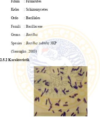 Gambar 1. Sel bakteri Bacillus subtilis 3KP (Ni’matuzahroh, 2003) 